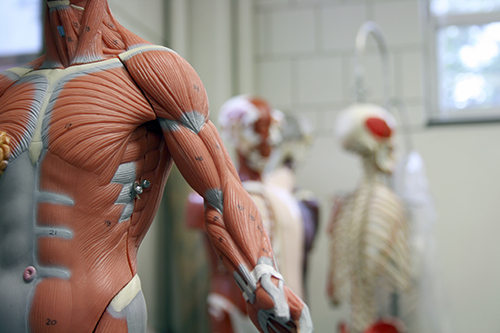 How We Are Structured and How We Function | Aspiring Docs Diaries